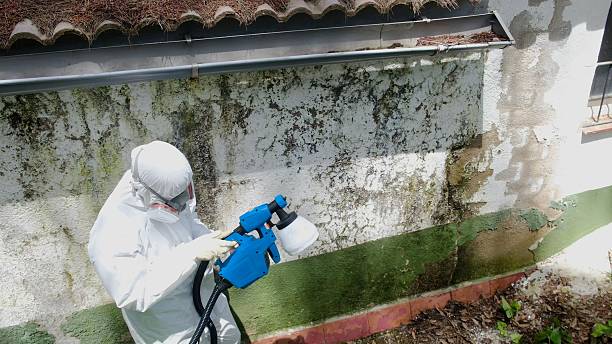Trusted Mold Remediation service in Nahant, MA - Cheap Mold Removal